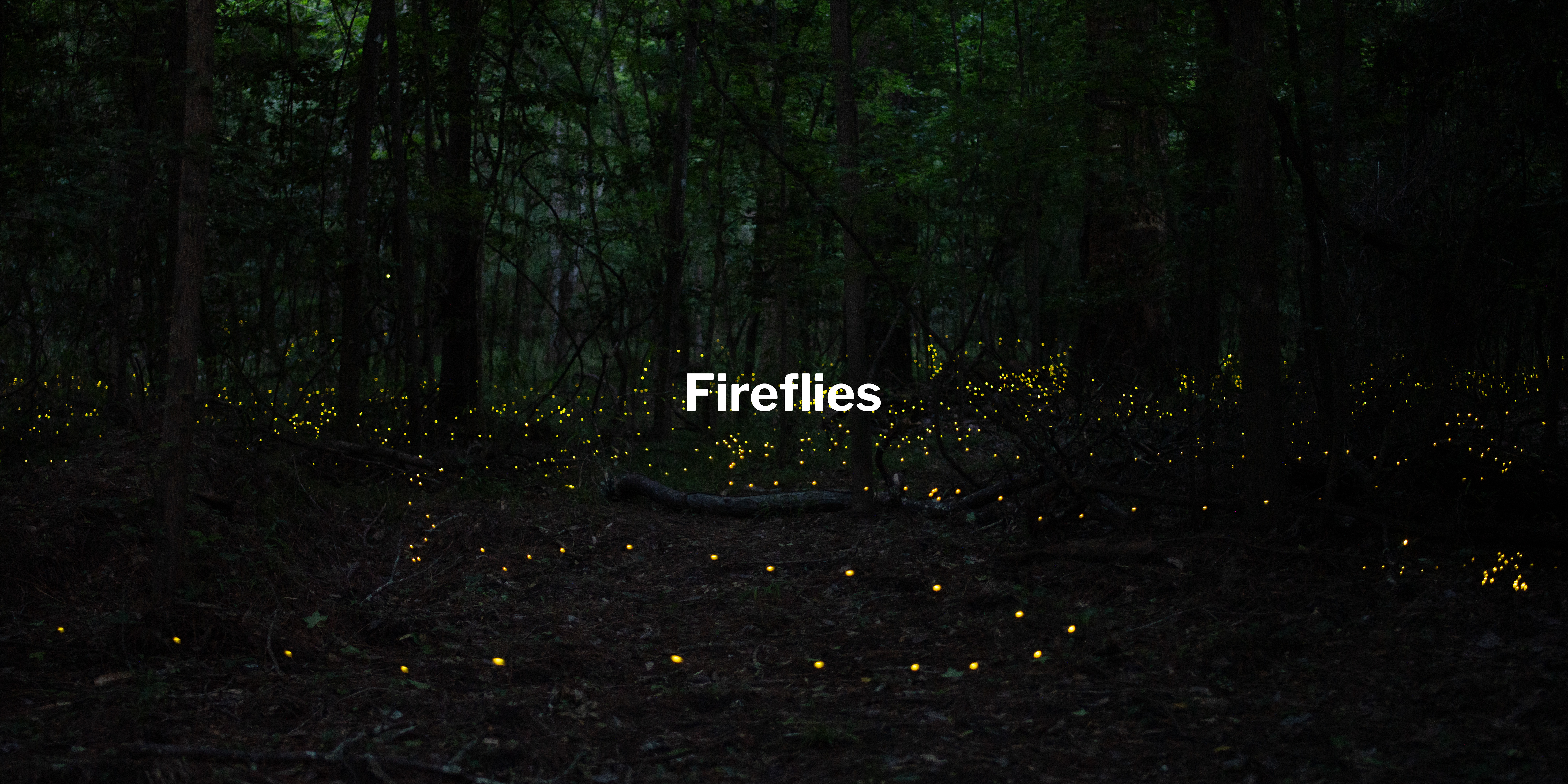 Fireflies